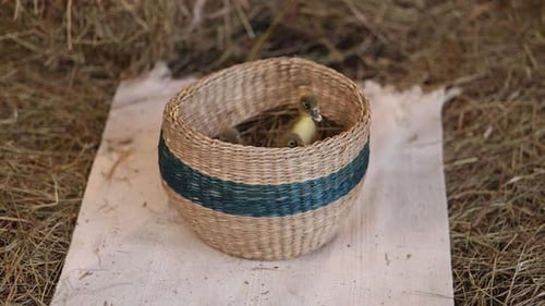 Ducklings Take Their First Steps