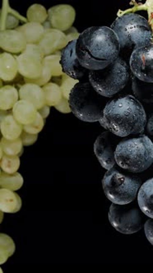 Vertical video. Two clusters of grapes dangle and spin, Black and Green berries.