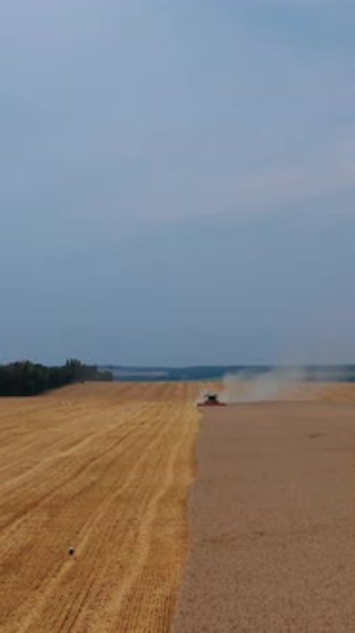 Combine harvester approaching in the wheat field.