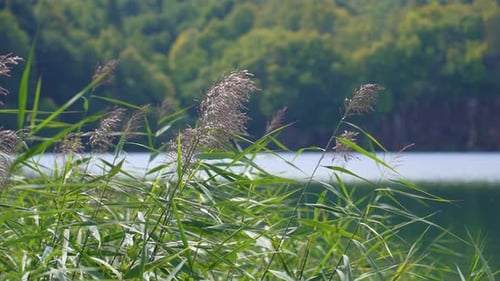 Slow motion view of a lake in the middle of a forest. Green reeds focused in the foreground. Silver