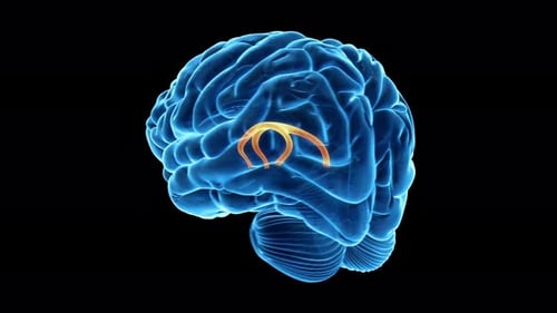 Anatomical animation of human brain showing internal neural pathway structures