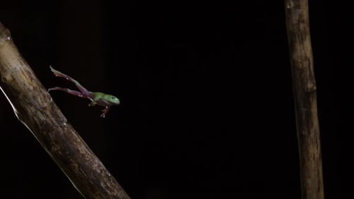 Tree frog jumping off a branch slow motion