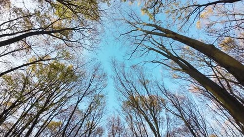 Low Angle View of forest. Flying from bottom to top throw the forest trees.