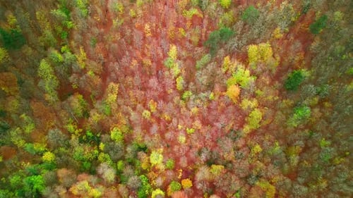 Bosque 4k