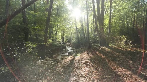 De beaux rayons de soleil traversent les bois avec un jet de cardan