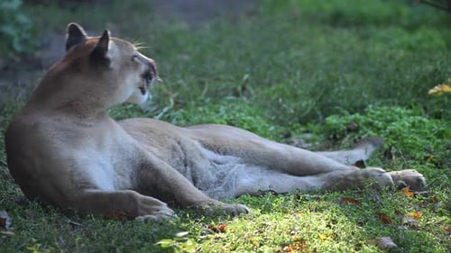 Beautiful Canadian Cougar Puma Concolor Hunting in Wildlife at Canada Forest in Morning Sun Rays