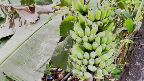Cinematic footage of big banana bunch hanging of the tree - Slow Motion moving shot