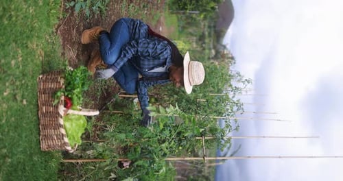 Elderly African Woman Picks Fresh Cherry Tomatoes From the Plant - Vertical