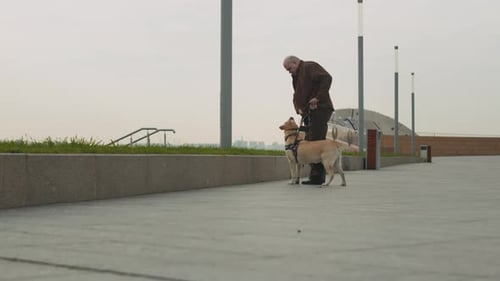 Blind Elderly Man Petting Guide Dog on Walk in City