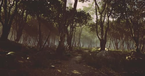 Visiting a Tranquil Forest Path During Early Morning Hours with Mist Hovering