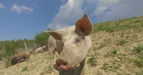 On the farm, a close shot of a pig, posing grunts his nose, walks along a mountain paddock, on a b
