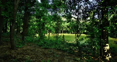 Sunlight Streams Through Dense Foliage in a Tranquil Forest Park