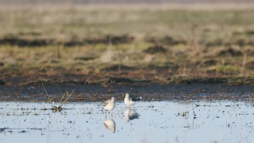 Commong greenshank feeding in wetland during spring migration