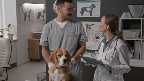 Two Veterinarians Discussing Health of Beagle Dog in Clinic