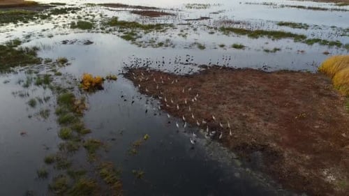 An aerial view of a wetland with small islands of vegetation in the water, surrounded by reeds and g