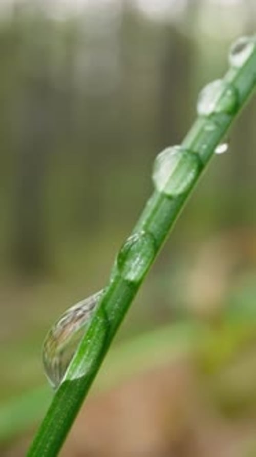 Green Blade of Grass Covered with Dew Drops in Morning