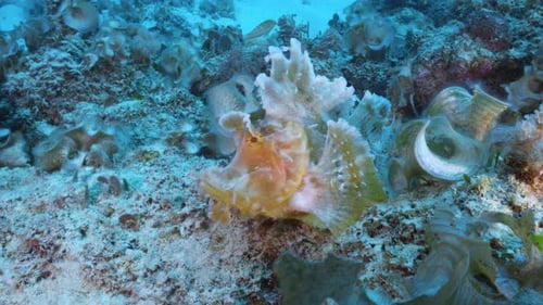 A rare pink Rhinopias eschmeyeri sways in the ocean's current and leaps from one underwater volcanic