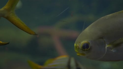 Underwater footage of a coral reef fish swimming.