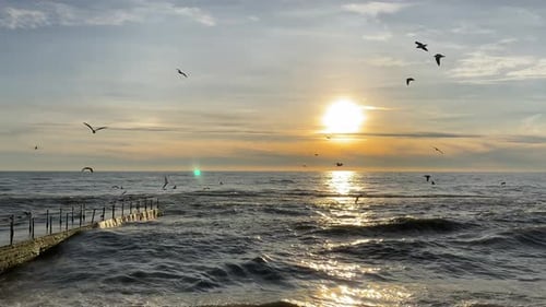 Silhouetten fliegender Möwenvögel in Zeitlupe mit Meer im Hintergrund bei Sonnenuntergang