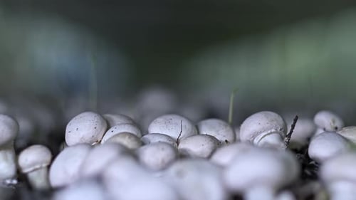 Myzel von Champignon