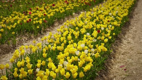 Blooming Yellow Tulips in the Field