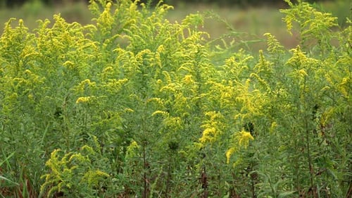 A panning view of a yellow field of goldenrods in the autumn season.
