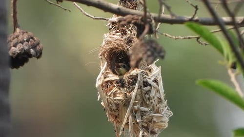 Bird's Nest Hanging From a Tree Branch