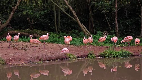Flamingos Standing and Relaxing Near Calm Pond Pink Birds Resting and Reflecting in Water Elegant