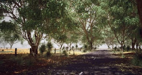 Lush Greenery Surrounds a Deserted Road in a Tranquil Rural Setting