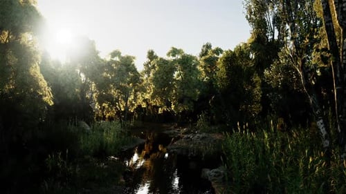 Sunlight Filtering Through Trees By a Calm Stream in a Serene Forest Setting