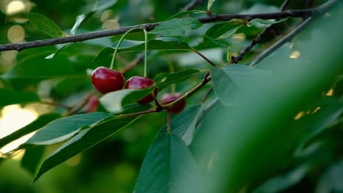 Ripe Cherries Hanging on a Tree Branch