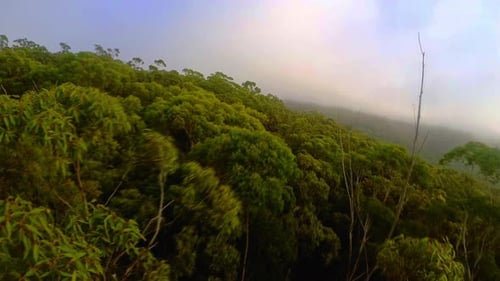 Misty Forest - Early Morning Fly Through