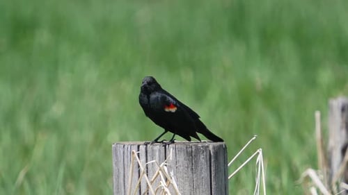 Rotflügelige Amsel auf einem Zaunpfosten, der über den Sumpf ruft