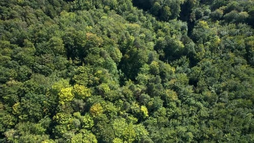 Coniferous forest canopy texture, mixture of light and dark greens, drone top down
