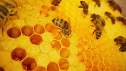 Bienen schwärmen in Waben, Super-Makro-Aufnahmen, Insekten bei der Arbeit mit Bienenstockhonig