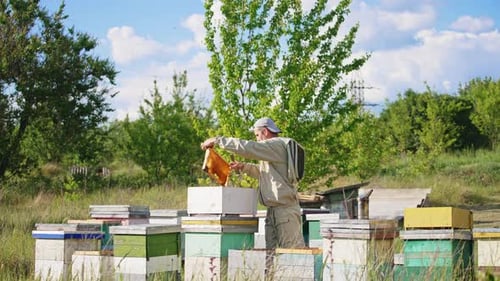 Beekeeper Inspects Hive on Sunny Day