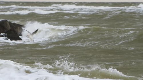 Seagull Flies Over Choppy Green Ocean Waves