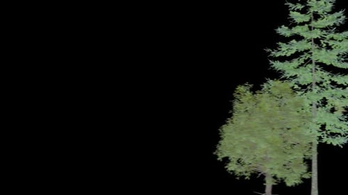 Tree Animation Alpha Channel