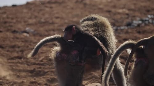 Famille de babouins avec leurs oursons en Afrique
