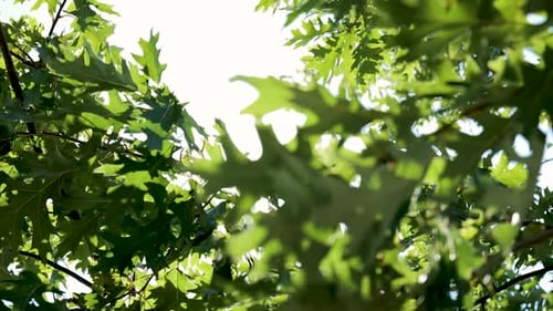 Nature background. Beautiful Sun shine through the blowing on wind tree green leaves. Blurred abstra