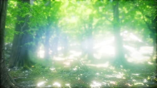 Morning in the Misty Spring Forest with Sun Rays