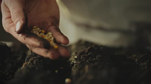 Hand Sowing Corn Seeds into Dark Earth
