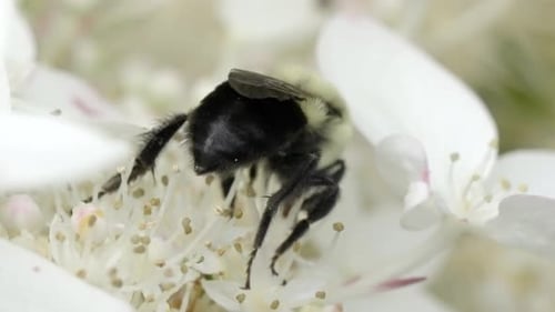 Bumble Bee Feeds on White Flower in Spring