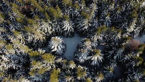 Winter aerial view with snow covered forest of evergreen trees. Dense pine tree forest from above in