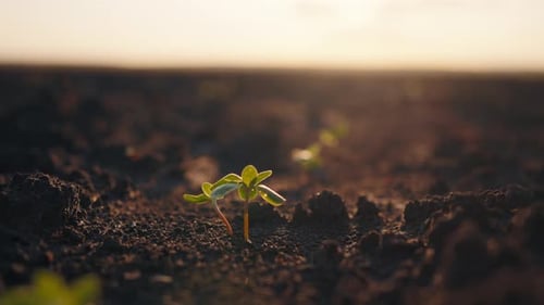 Wachsende junge Sprossenpflanzen im Frühling Eine kleine Sprossen-Bio-Pflanze wächst in einer Bepflanzung