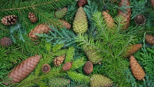 Pine Cones Rotation Abstract Natural Texture Background for Advertising Use
