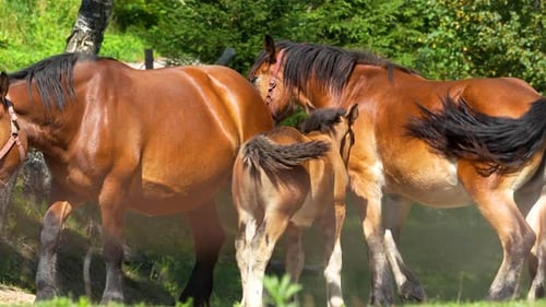 A close-up of a family of brown horses, including a foal, standing close together in a sunny meadow