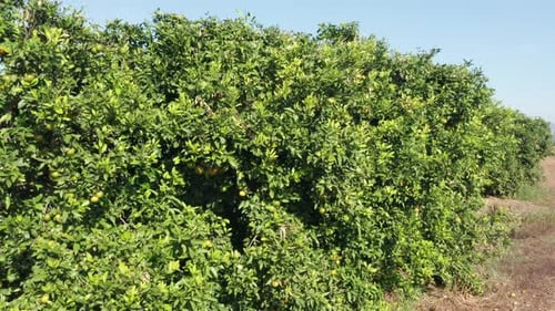 Grapefruit orchard with ripe clusters of citrus hanging on branches ready for picking