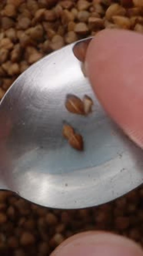 Vertical video. I shake off buckwheat from the spoon, top view against the background filled.