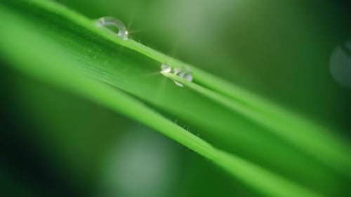 Macro Water Drops Green Leaf Rack Focus Slider.